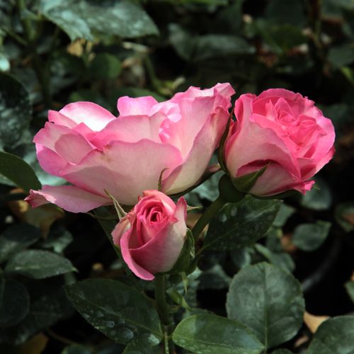 Rosa  Bordure Rose™ - růžová - Stromkové růže, květy kvetou ve skupinkách - stromková růže s keřovitým tvarem koruny